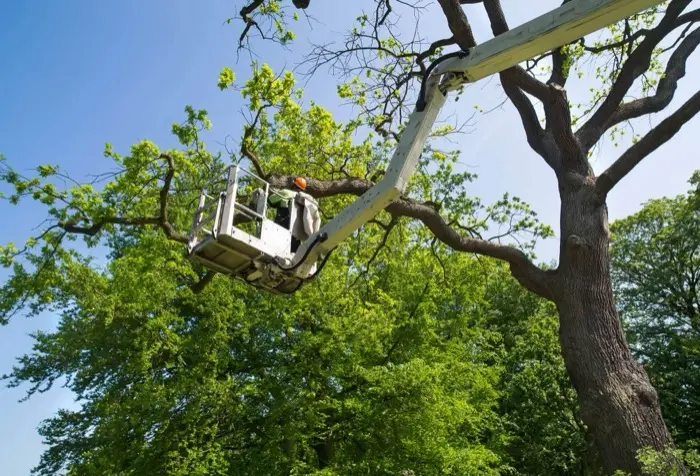 Arborist in a bucket lift pruning a large oak tree