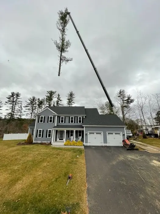 Crane lifting a large pine tree away from a house