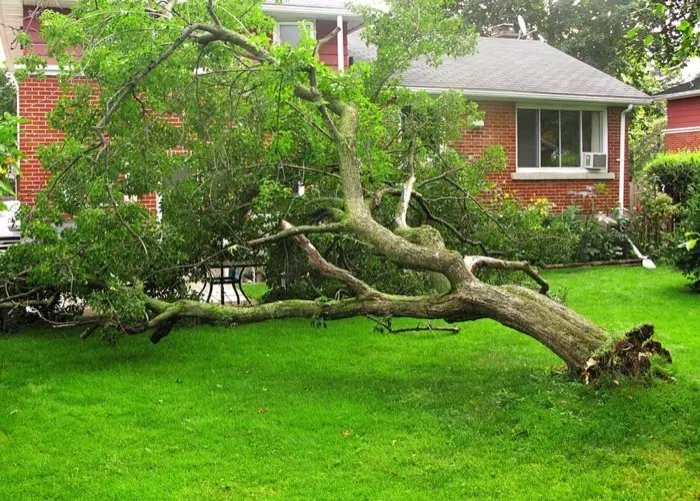 Storm-fallen tree across a residential lawn